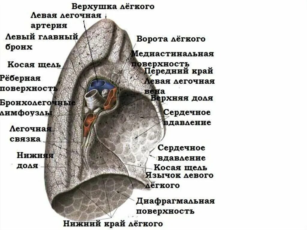 Левое легкое имеет. Ворота легкого анатомия. Корень легкого строение анатомия. Медиальная поверхность легкого. Сворота легких строение.