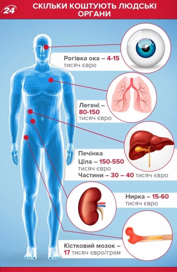 Мужской донор. Сколько стоит почка. Сколько стоят органы человека. Черный рынок человеческих органов. Сколько стоит почка человека.