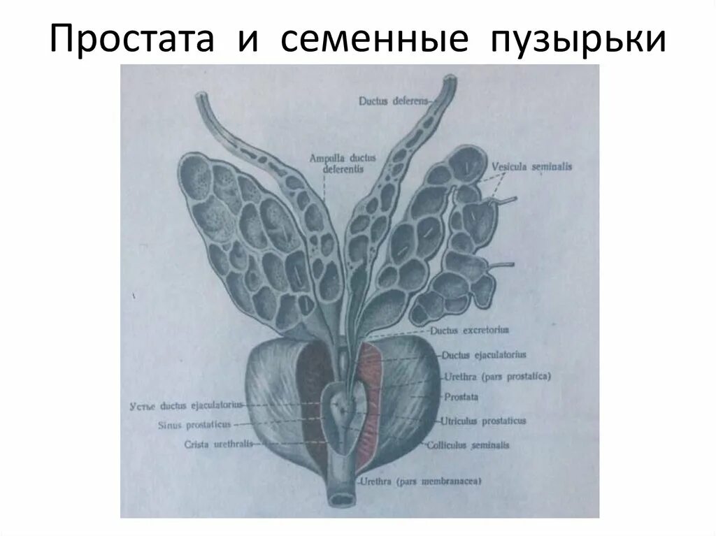 Семенные пузырьки железы. Предстательная железа и семенные пузырьки анатомия. Простата семенные пузырьки анатомия. Семенные пузырьки голотопия. Семенной бугорок предстательной железы анатомия.