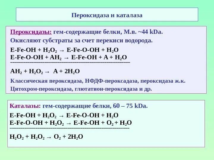 Функции каталазы в живых клетках. Функции каталазы в живых клетках