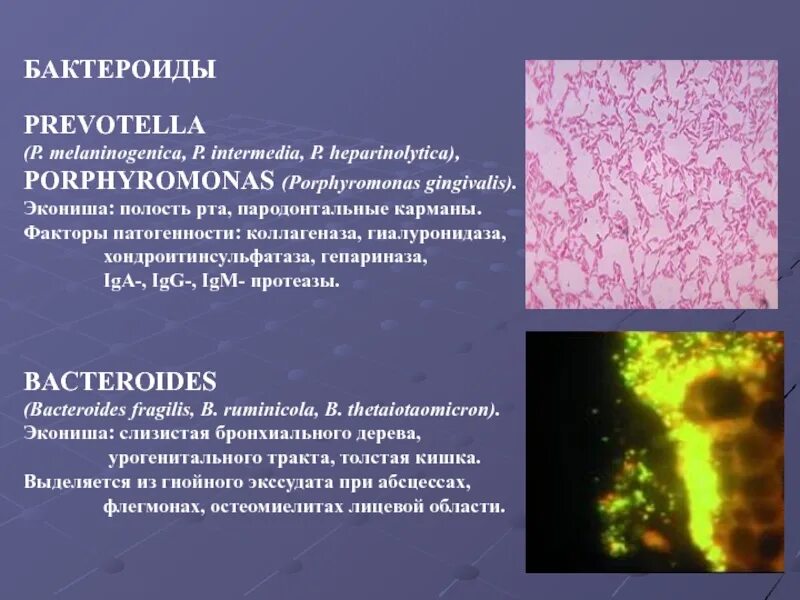 Bacteroides spp что это. Bacteroides spp.: морфология. бактероиды фрагилис. бактероиды микробиология факторы патогенности. bacteroides fragilis факторы патогенности.
