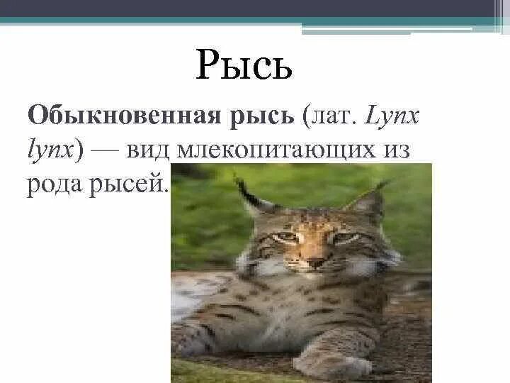 Рысь какой род. Рысь какого рода. рысь род женский или мужской. какого рода слово рысь мужского или женского. рысь какого рода в русском.