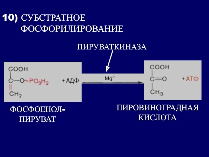 Пировиноградная кислота сколько атф. Пируваткиназа гликолиз. Субстратное фосфорилирование пируваткиназа. Фосфоенолпируват в пируват субстратное фосфорилирование. Субстратное фосфорилирование в гликолизе.