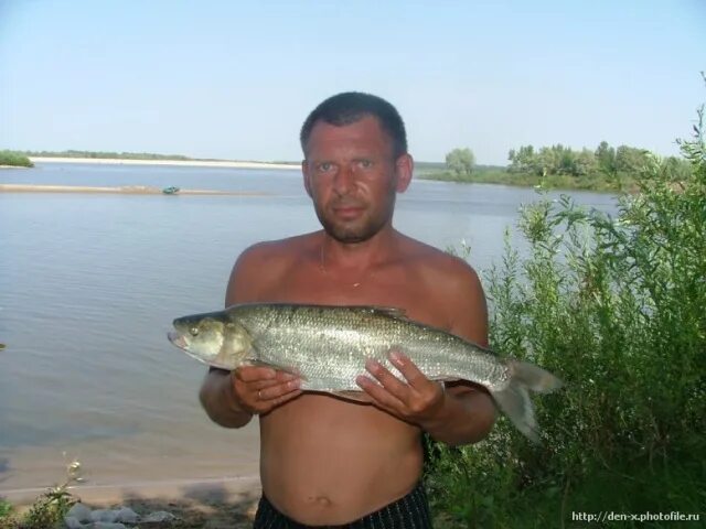 Рыбалка на ахтубе. Погода в харабалях сегодня. Ахтуба парашкина протока. Погода в харабалях сегодня. Погода в харабалях сегодня.