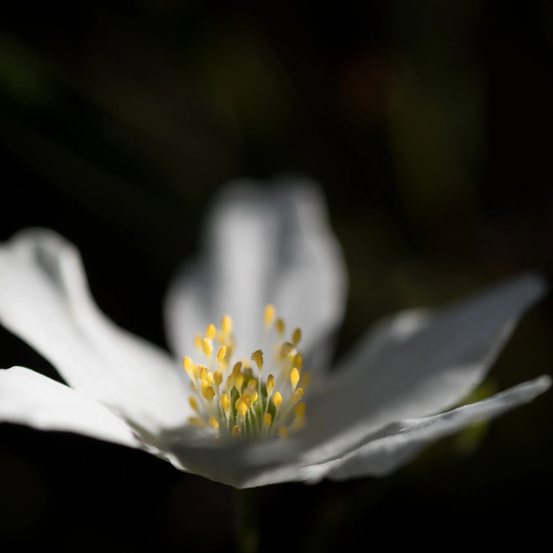 Wait flowers