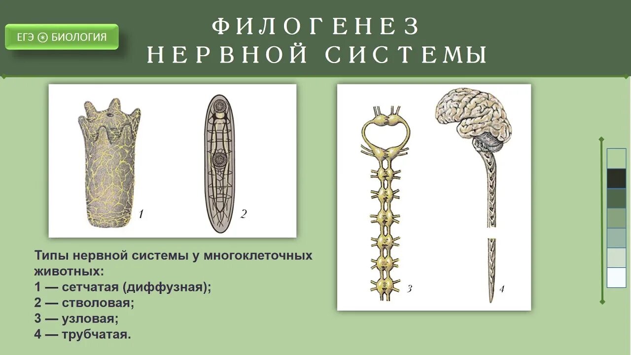 Тип нервной системы диффузная стволовая узловая трубчатая. Филогенез нервной системы. типы нервной системы филогенез. основные этапы филогенеза нервной системы. нервная система сетчатого типа.