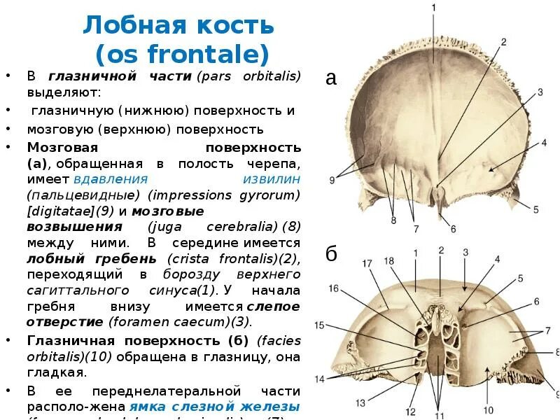 Глазничная часть лобной кости