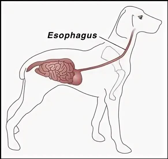 Пищевод собаки анатомия. Строение пищевода собаки. Закупорка пищевода у собак. Собака в разрезе анатомия.