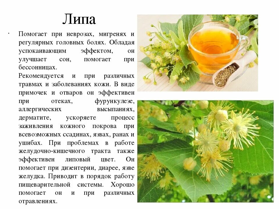 Чай из листьев липы. Липа лекарственное растение. характеристика лекарственного растения липа. цветы липы полезные свойства. цветы липы лекарственное растение.
