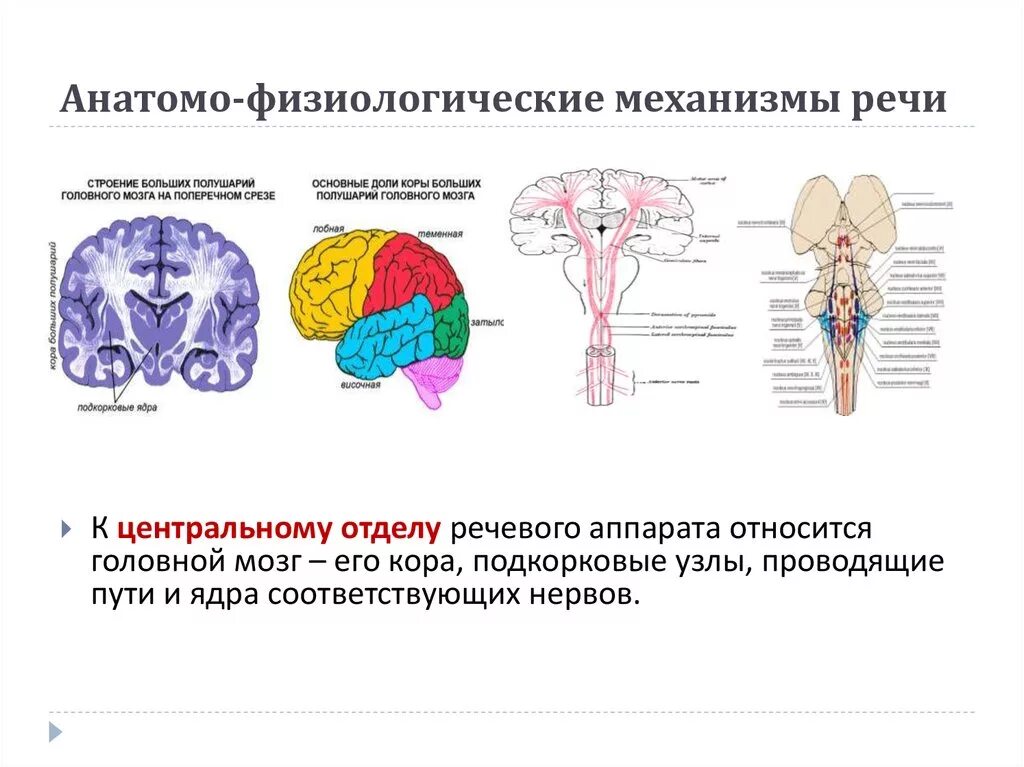 Строение и функции центрального. Периферические механизмы речи. Таблицы «анатомо-физиологические основы речи».. Анатомо-физиологические механизмы речи таблица. Анатомо-физиологические аспекты речевой деятельности.