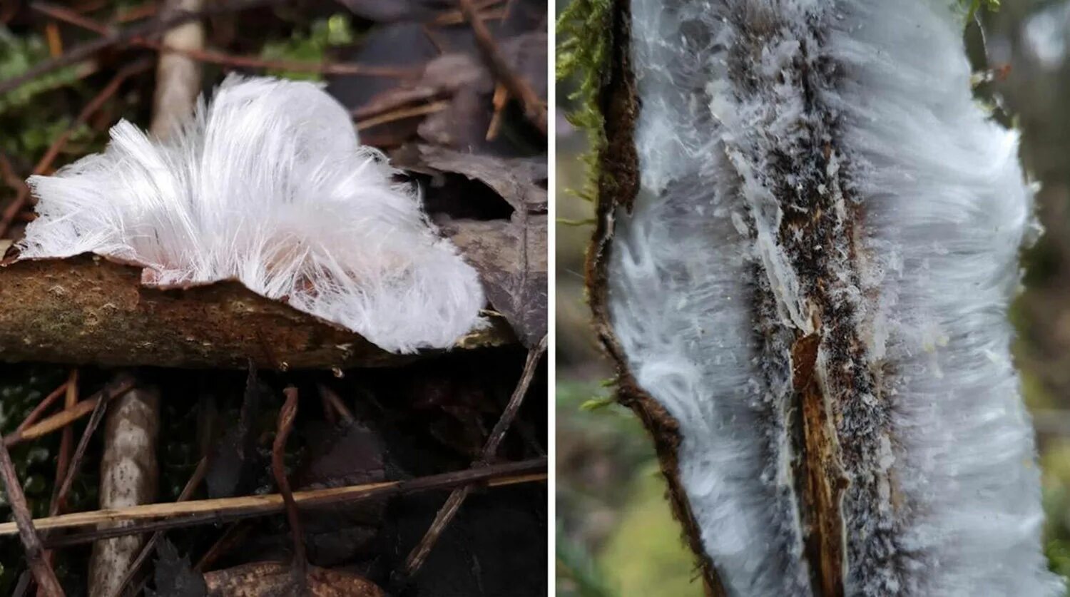 Биологи обнаружили удивительное явление. Гриб волосатый лед. Ледяные волосы гриб. Природное явление мохнатый лед. Волосатый лед Ледяная борода.