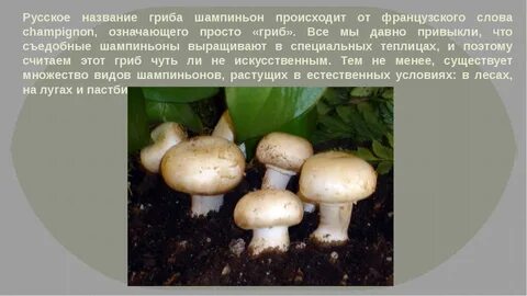 Гриб шампиньон описание