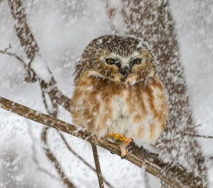 Морфологический анализ слова. Сова из цифр. Сова под дождем. 3 разбор в русском языке. Домовый сыч птенец.