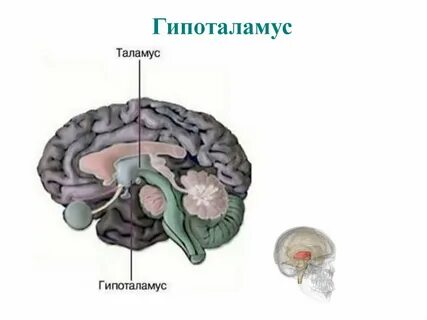 Гипоталамус собаки