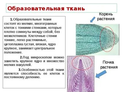 Проводящая и образовательная ткань растений