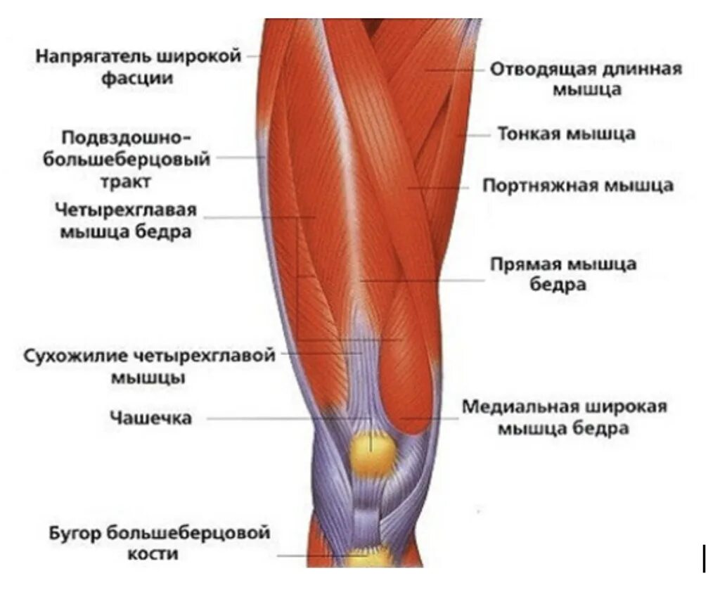 Как называется мышца на колене