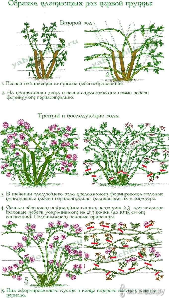 Нужно ли обрезать плетистую розу. Формировка куста плетистой розы. Обрезка роз флорибунда. Плетистые вьющиеся розы посадка.