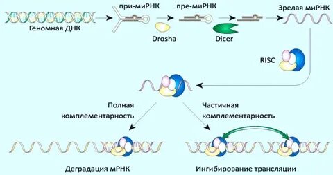 1 процессинг ирнк