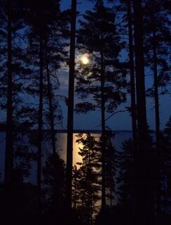 Сосна луна