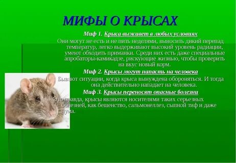 Грызуны переносчики инфекции