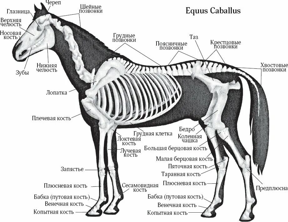 Зубы парнокопытных. Осевой скелет лошади анатомия. Строение скелета лошади анатомия. Скелет лошади сбоку. Плюсна лошади анатомия.