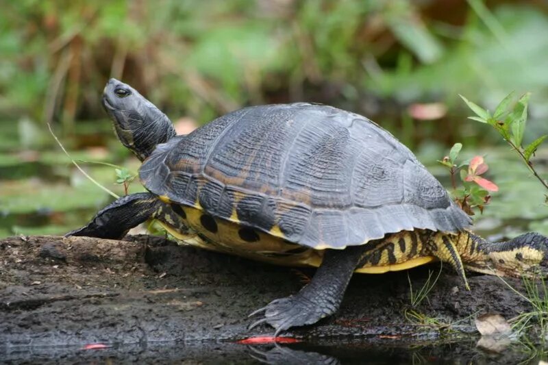 Северные черепахи. Американская Болотная черепаха. Красноухая Болотная черепаха. Черепаха североамериканская. Красноухая черепаха в Северной Америке.