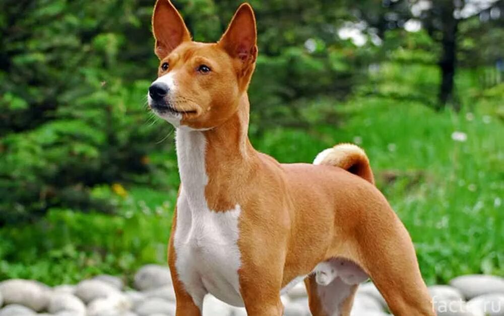 Собаки средних пород для квартиры. Порода басенджи. Басенджи рыжий. Африканская охотничья собака басенджи. Басенджи альбинос.