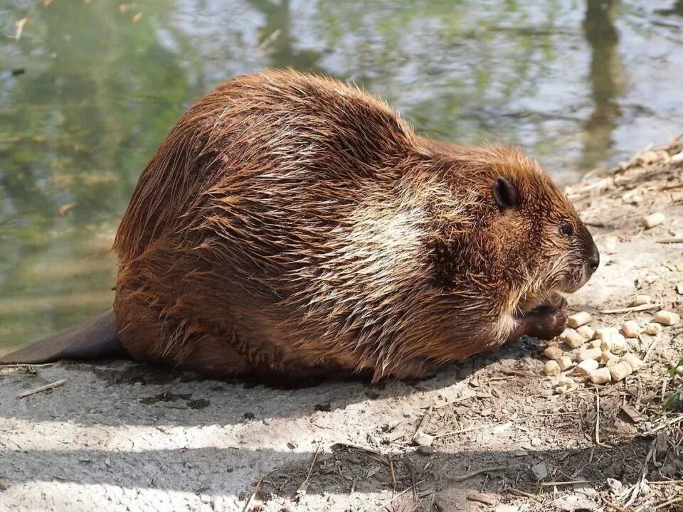 Бобр натяжные. Канадский бобр (castor canadensis). бобр речной обыкновенный. европейский речной бобр. бобр обыкновенный – castor fiber.