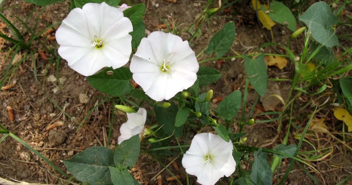 Способы борьбы с вьюнком на огороде. Сорняк вьюнок полевой березка. Способы борьбы с вьюнком на огороде. Избавление от вьюнка на огороде. Сорняк вьюнок полевой березка.