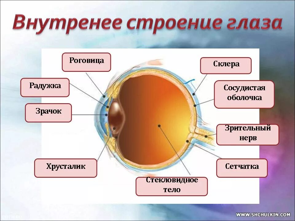 Строение глаза и значение. Роговица зрачок хрусталик сетчатка радужка. Внутреннее строение глаза функции. Биология 8 класс зрительный анализатор строение и функции глаза. Орган зрения строение и функции анатомия.