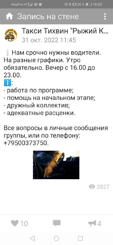 рыжий кот тихвин номер телефона. кот в такси. рыжие котята из приюта. рыжий кот тихвин номер телефона. такси тихвин.