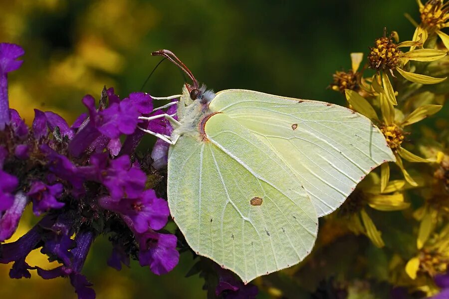 Бабочка лимонница сидит на бруснике. Gonepteryx rhamni лимонница. Лимонница крушинница. Бабочка лимонница крушинница. Gonepteryx rhamni (Linnaeus, 1758).