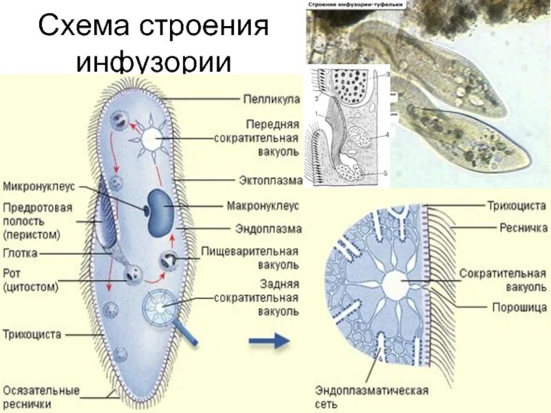 Какую функцию инфузории туфельки выполняет сократительная вакуоль. Трихоцисты у инфузории туфельки это. Инфузория туфелька цитостом. Инфузория туфелька пелликула. Микронуклеусы инфузории туфельки.