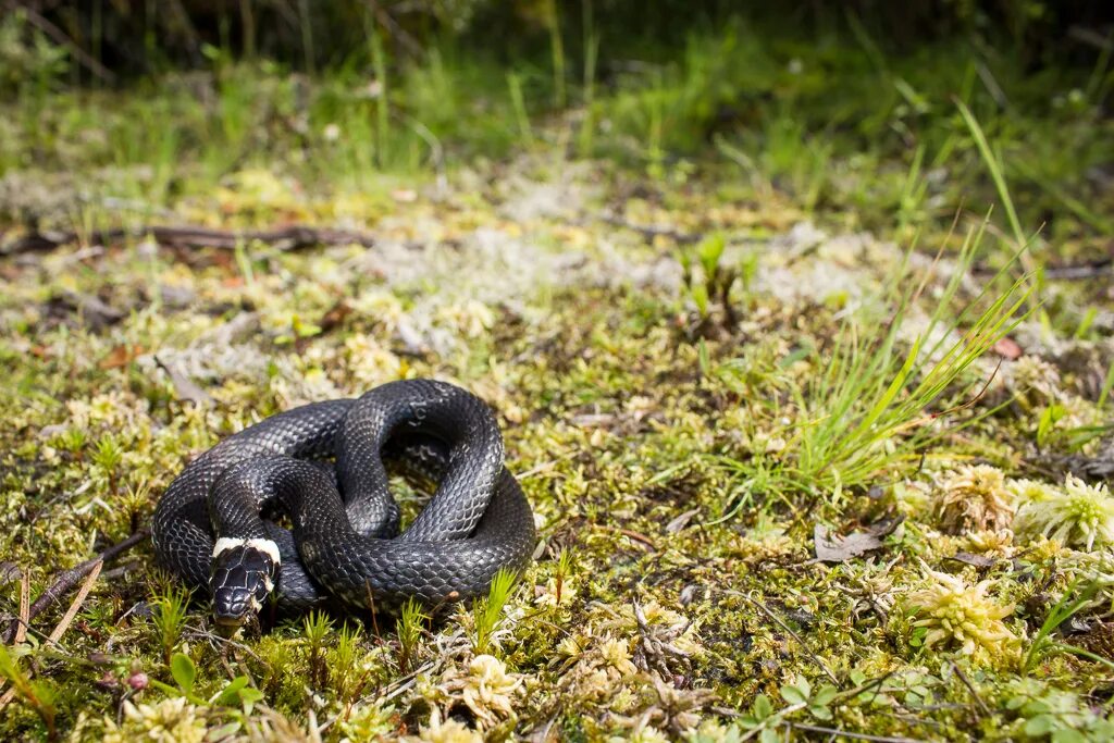 Grass snake. Гадюка Болотная. Гадюка обыкновенная. Черная Болотная гадюка. Натрикс Натрикс.