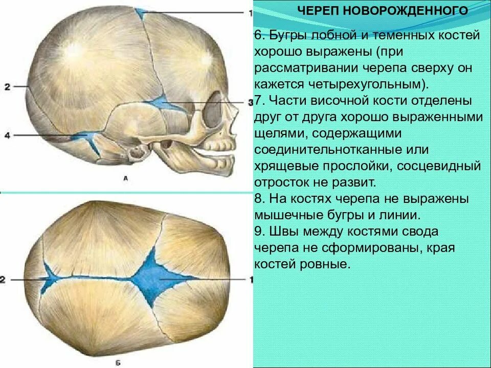 Роднички черепа новорожденного. Роднички черепа новорождённого . Клиновидный и сосцевидный. Передний Родничок черепа новорожденного. Роднички черепа зарастают к. Значение родничков в черепе