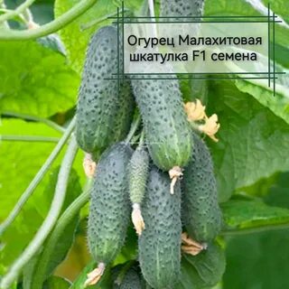 Огурцы таганай f1 отзывы