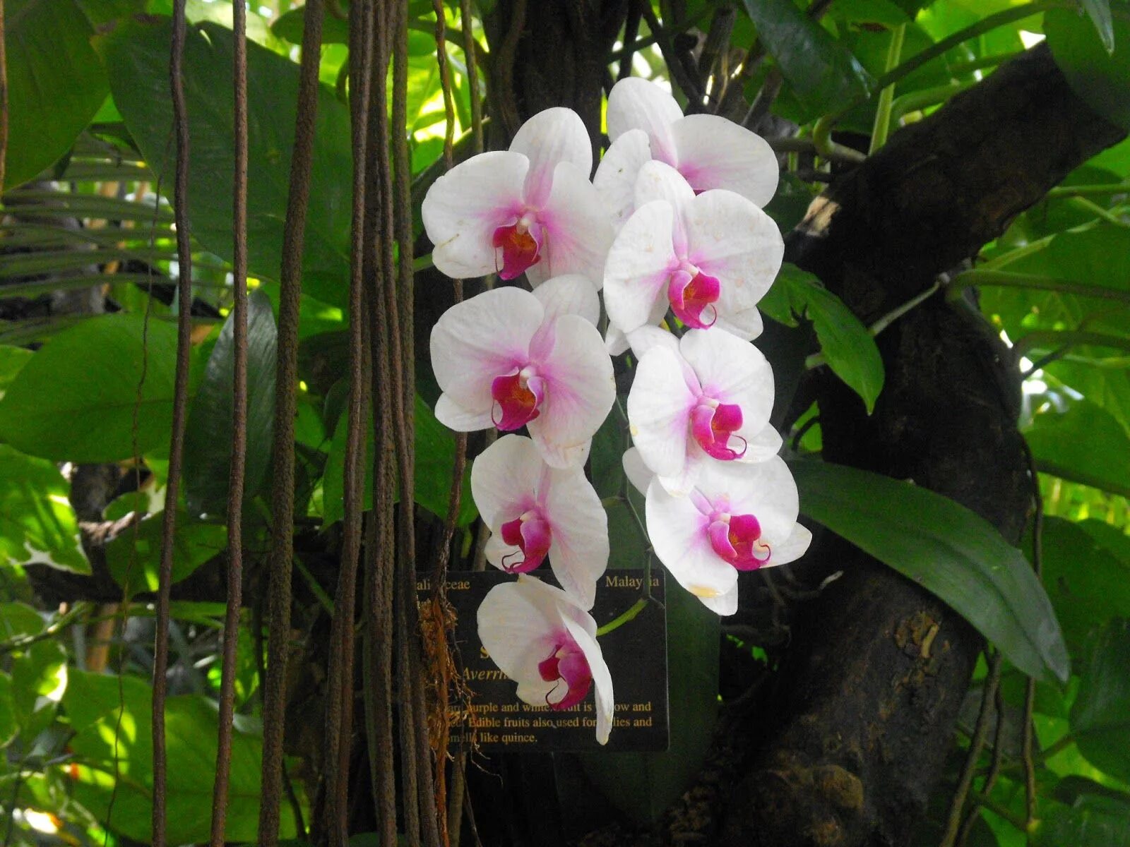 Орхидея фаленопсис Ямайка. Сельва Южной Америки орхидеи. Фаленопсис эпифит.