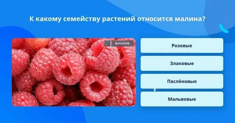 Ягода какому семейству относится