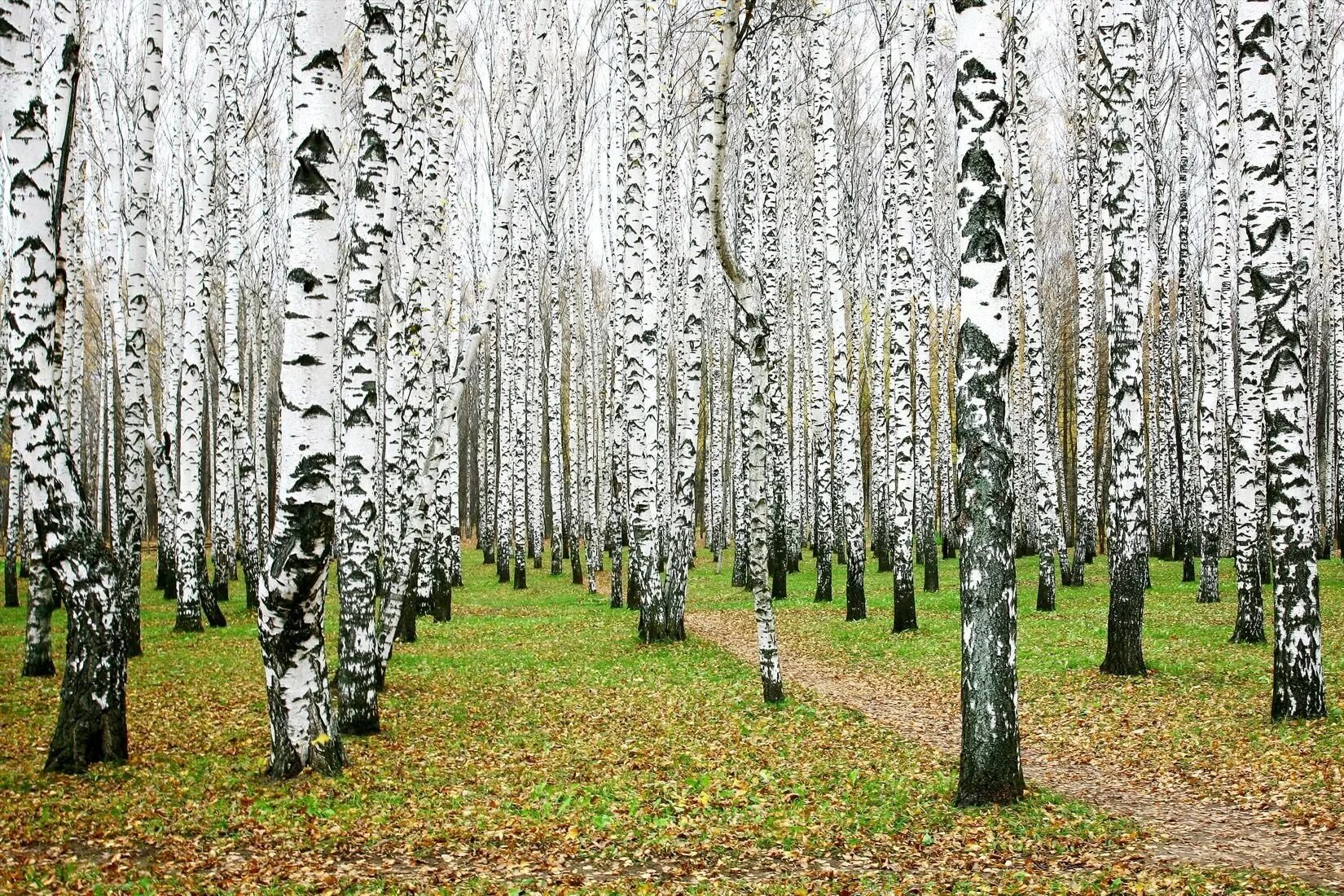 Березовая роща алматы. Белоствольная береза. Березовая роща, посёлок берёзовая роща. Береза белоствольная дерево. Берёзовая роща златоуст.