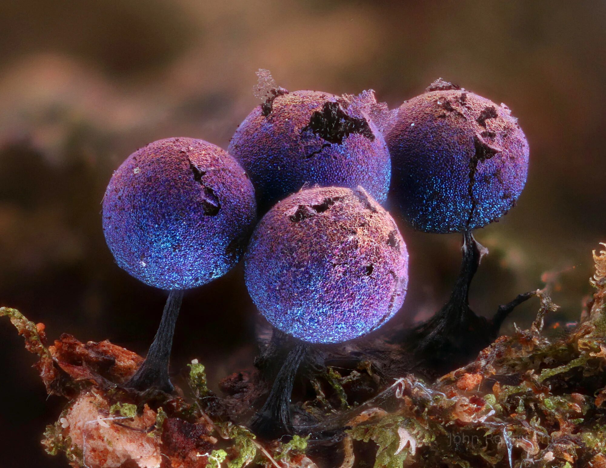 Грибы фотосинтезируют. Elaeomyxa Cerifera Радужный пурпурный гриб. Гриб слизевик плазмодий. Лаковица Аметистовая. Грибы-слизевики (Myxomycota).