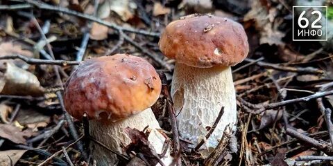 Грибники рязани
