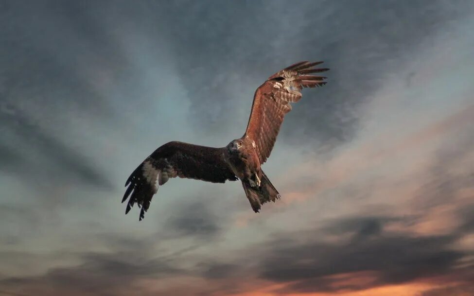 Тютчева с поляны коршун поднялся. Коршун тютчев. Орел в горах. Коршун живопись. Орел парит над горами.