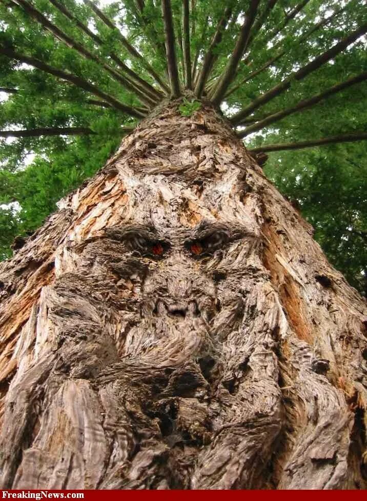 The strangest trees