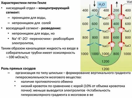 Осмотическое давление глюкозы