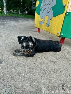 Собаки петрозаводск