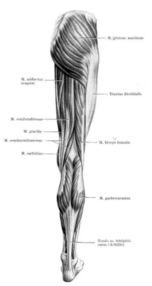 Нижние конечности бедро. Мышцы нижней конечности анатомия. Сухожилие полуперепончатой мышцы. Мышцы нижней конечности конечности. Мышцы нижней конечности конечности анатомия.