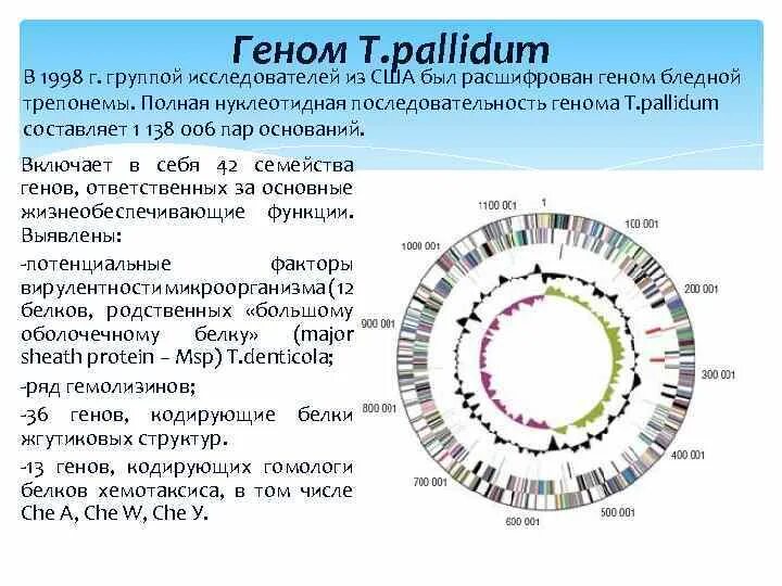 Общая структура генома. Нуклеотидная последовательность генома человека. Расшифровка генома. При расшифровке генома мыши было установлено