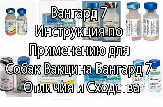 Вангард 5 инструкция. Вангард 7 вакцина для собак. Вангард 7 вакцина для собак схема. Вангард схема вакцинации. Схема вакцинации Вангард 7.