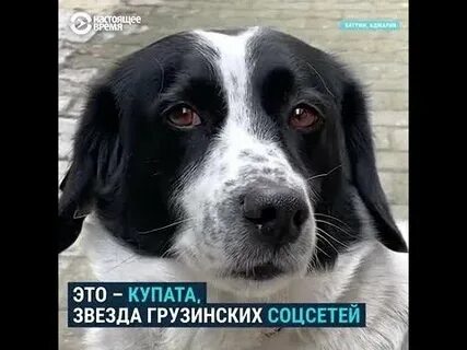 Собака по грузински