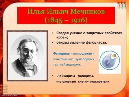 Ученый открывший явление фагоцитоза